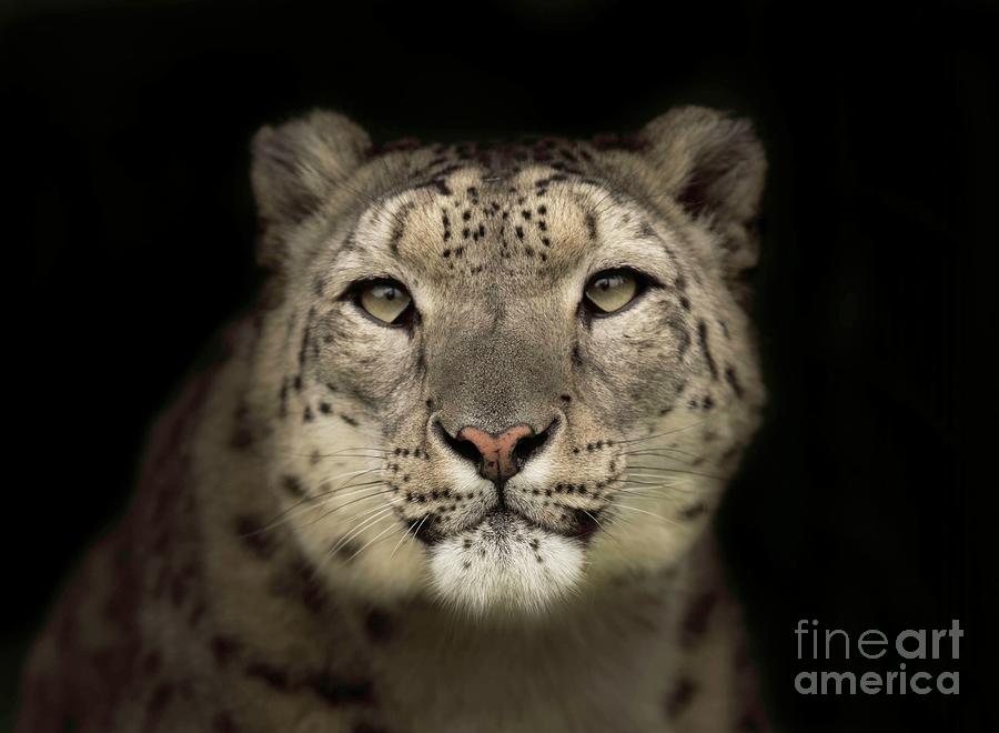 Snow Leopard Photograph by Colin Langford / 500px Snow Leopard Photograph by Colin Langford / 500px