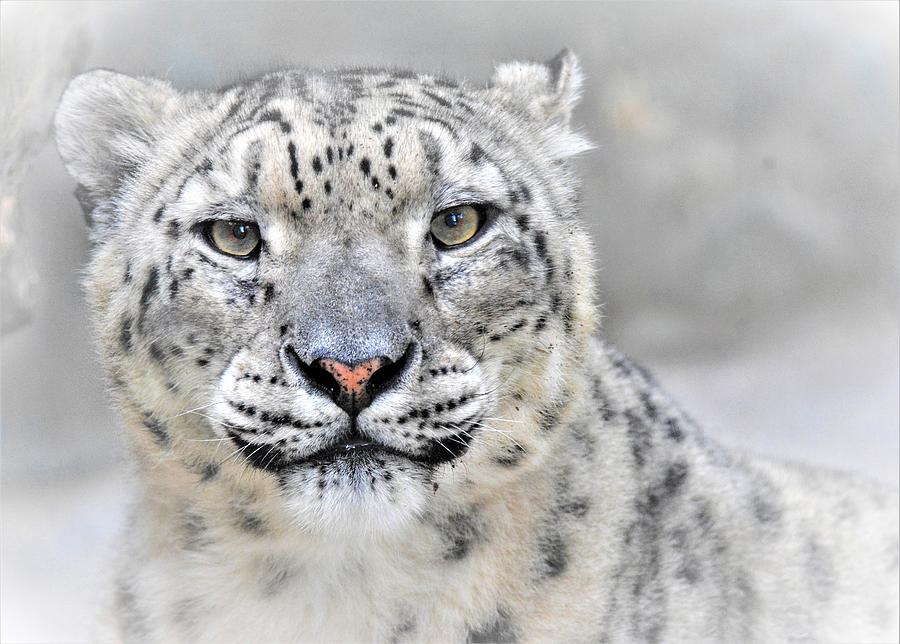 Animal Photograph - Snow Leopard by Cristian Andreescu