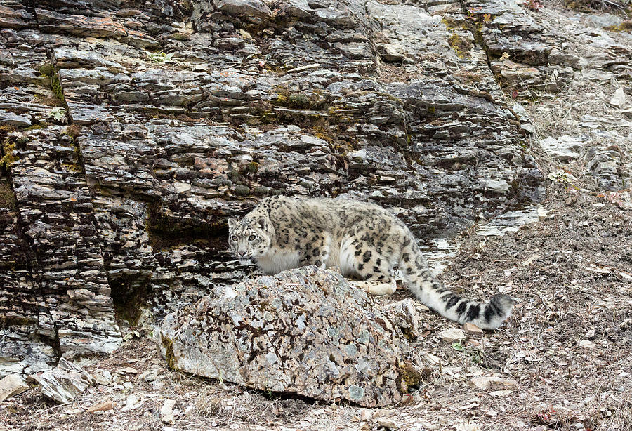 Snow Leopard Crouching At Foot Of Rock Hill Photograph By June Jacobsen