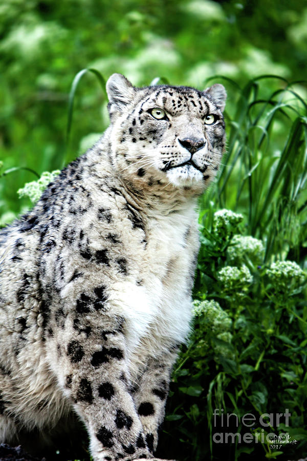Snow Leopard - The Art of Nature Photograph by David Millenheft