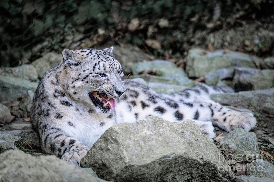 Snow Leopard Photograph by Ed Taylor