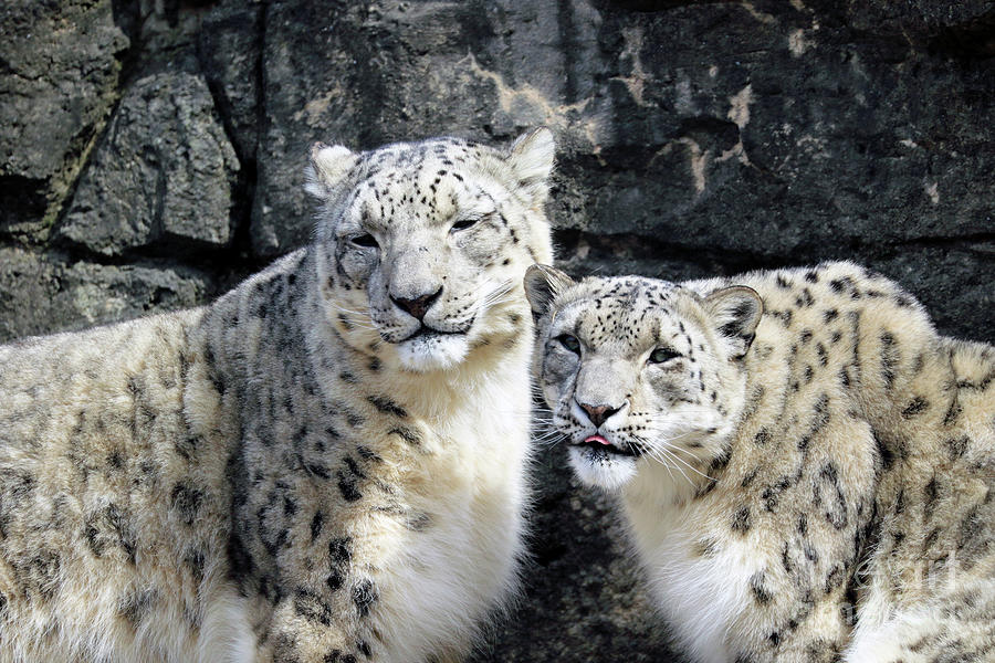 Snow Leopard friends Photograph by John Van Decker