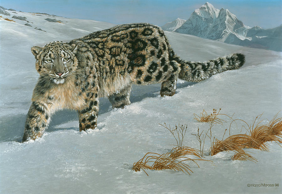 Snow Leopard Painting - Snow Leopard by Harro Maass