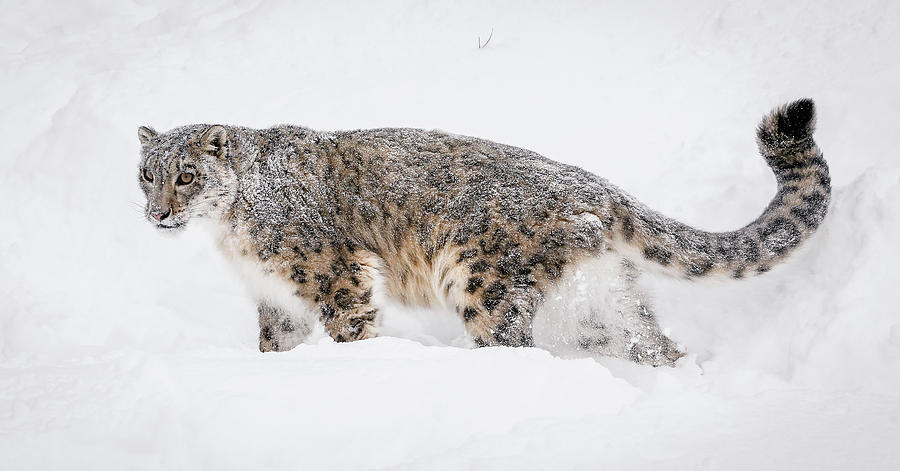 w adirondack iii snow leopard