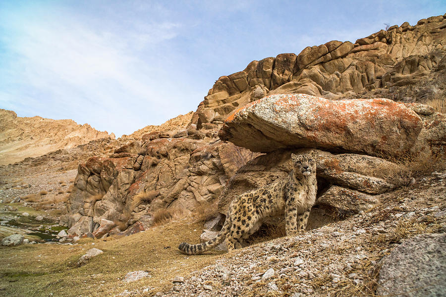 Snow Leopard In Rocky Landscape Of Himalayas Ladakh India Photograph By Sandesh Kadur Naturepl Com