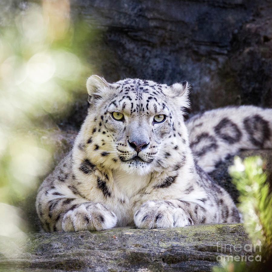 Snow leopard Photograph by Jane Rix