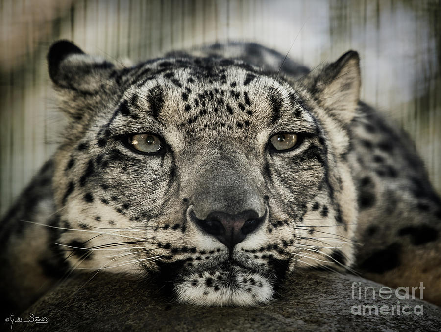 Snow Leopard Photograph