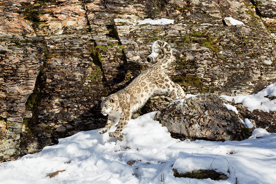 Snow Leopard Jumping Off Rock Photograph By June Jacobsen