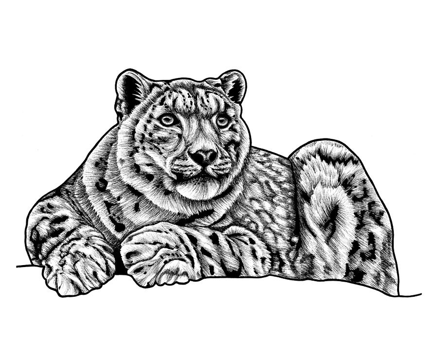 Snow Leopard Drawing by Loren Dowding Pixels