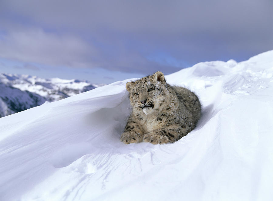 Snow Leopard Panthera Uncia Photograph by Nhpa - Pixels