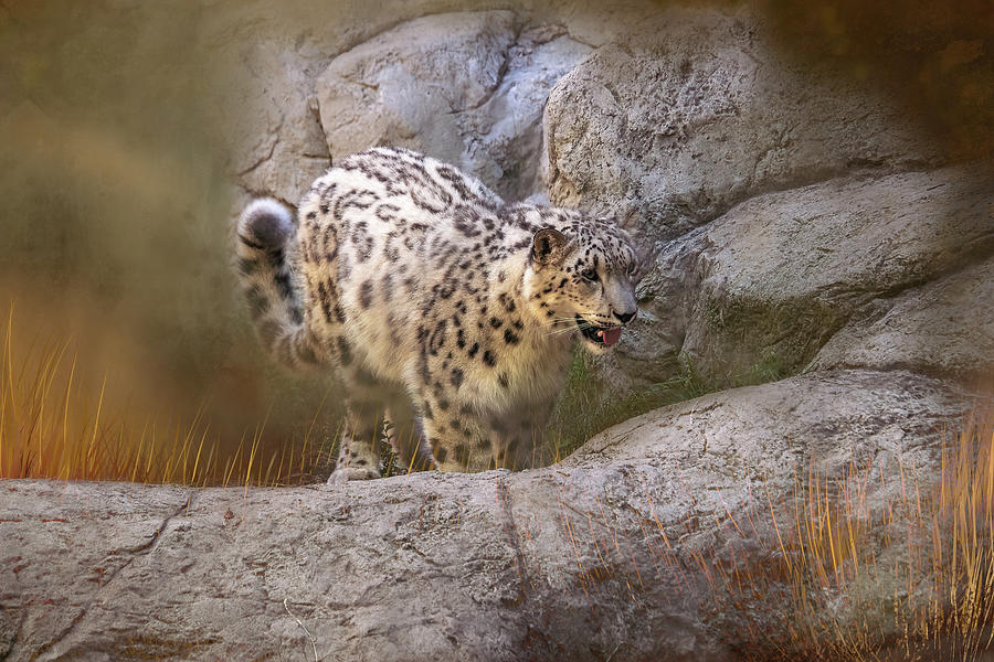 Snow Leopard Play Digital Art by Terry Davis