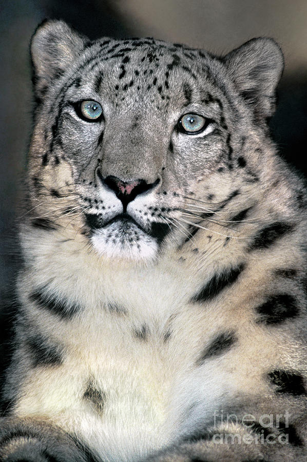 Snow Leopard Portrait Endangered Species Wildlife Rescue Photograph by Dave Welling