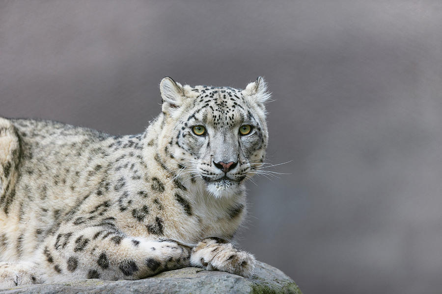 Snow Leopard Portrait Photograph by Suzi Eszterhas