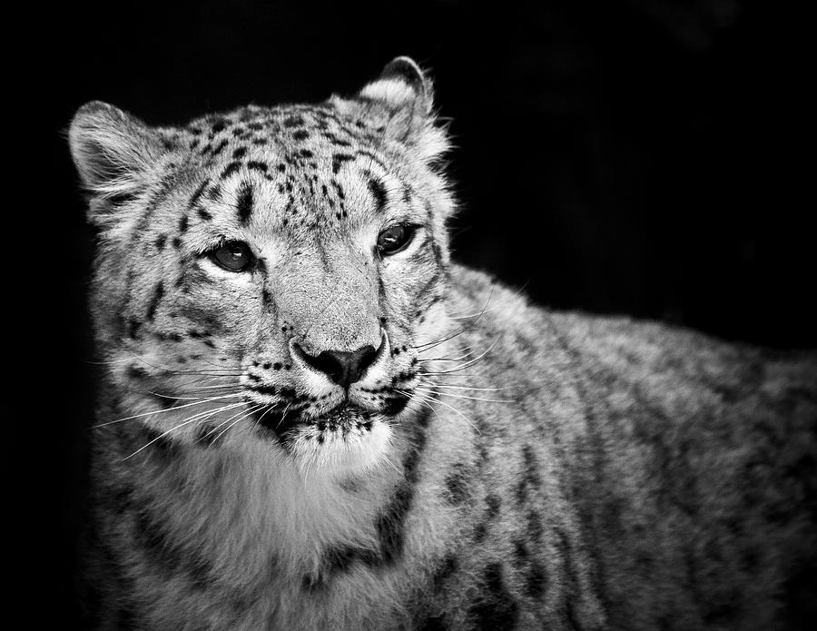 Snow Leopard Photograph by Sd Smart - Fine Art America