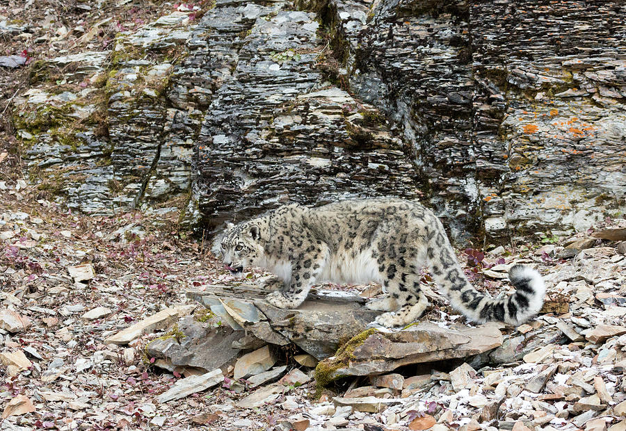 Snow Leopard Standing At The Foot Of A Rocky Hill Photograph By June Jacobsen