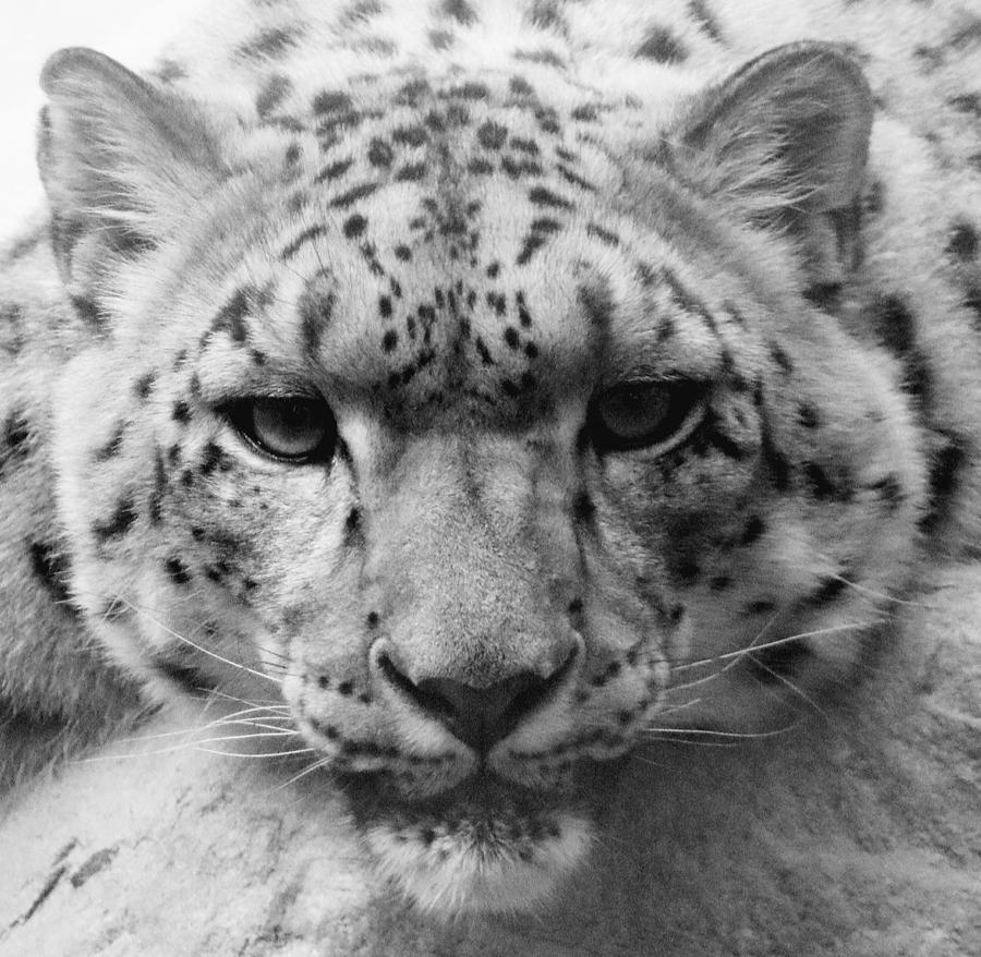 Snow leopard upclose in black and white Photograph by LaDonna McCray