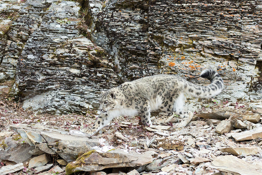 Snow Leopard Walking On Jagged Rocks Photograph By June Jacobsen