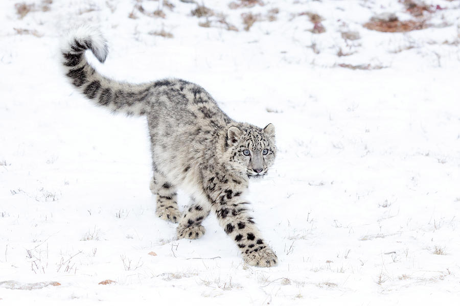 Snow Leopard Walking on Snow Photograph by June Jacobsen