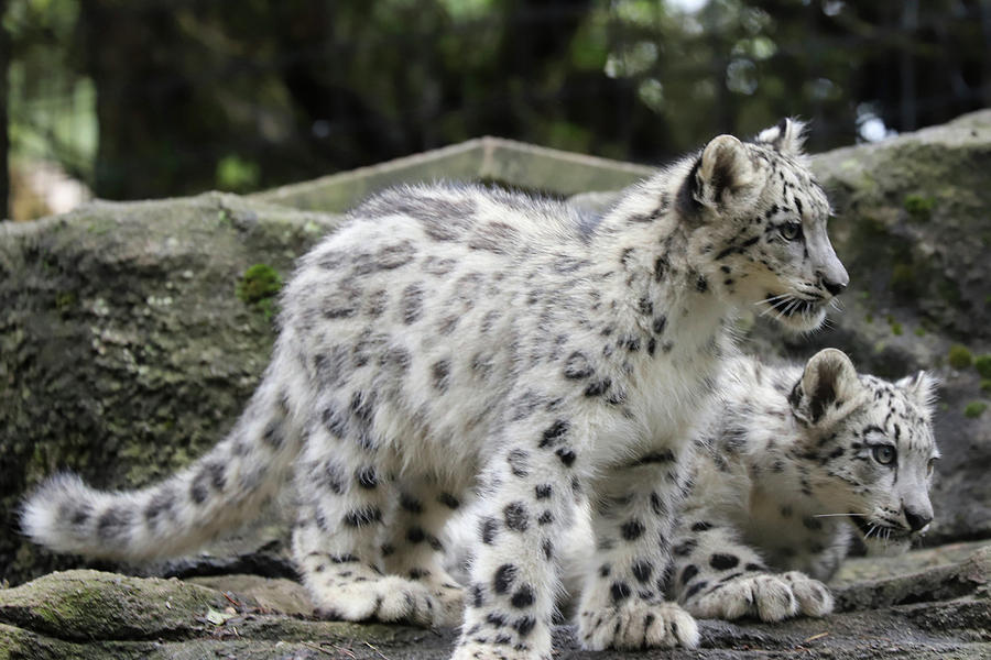 Snow Leopards 3 Photograph by David Stasiak