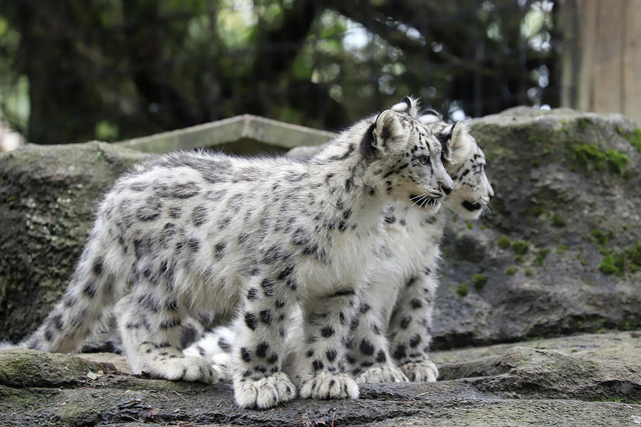 Snow Leopards 4 Photograph by David Stasiak
