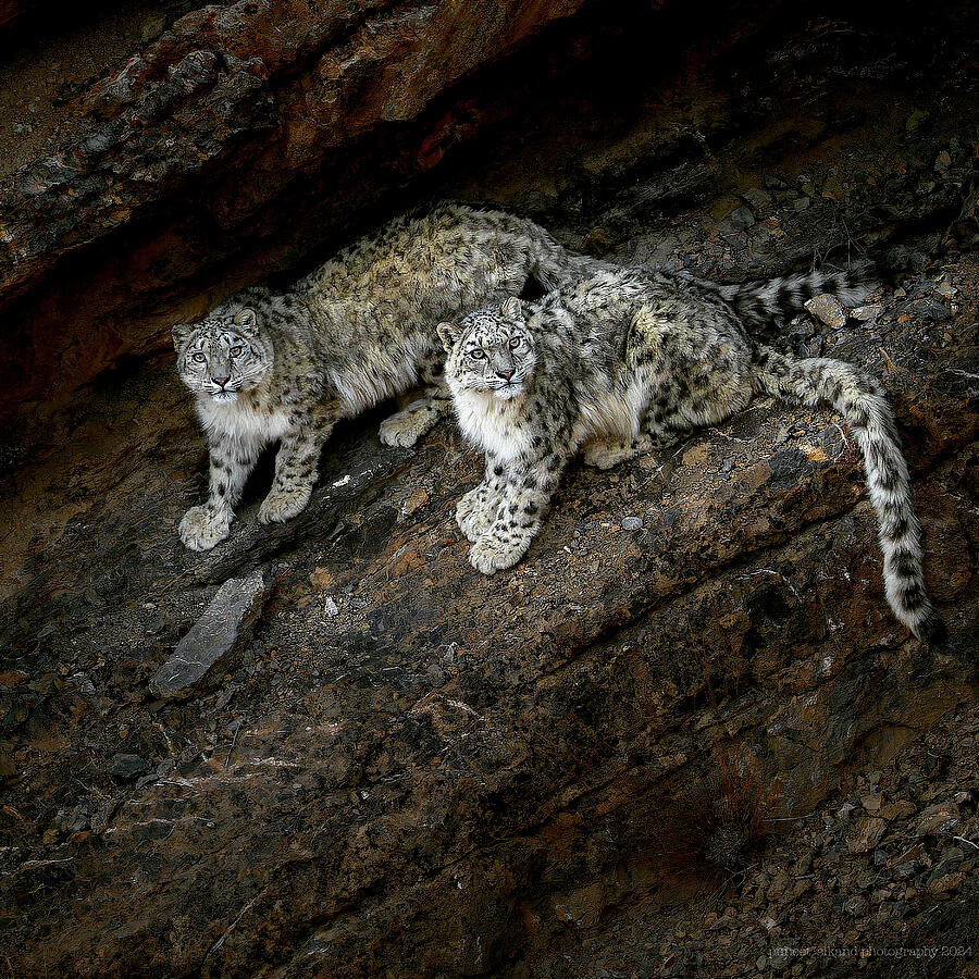 Winter Photograph - Snow Leopards by Puneet Sikand