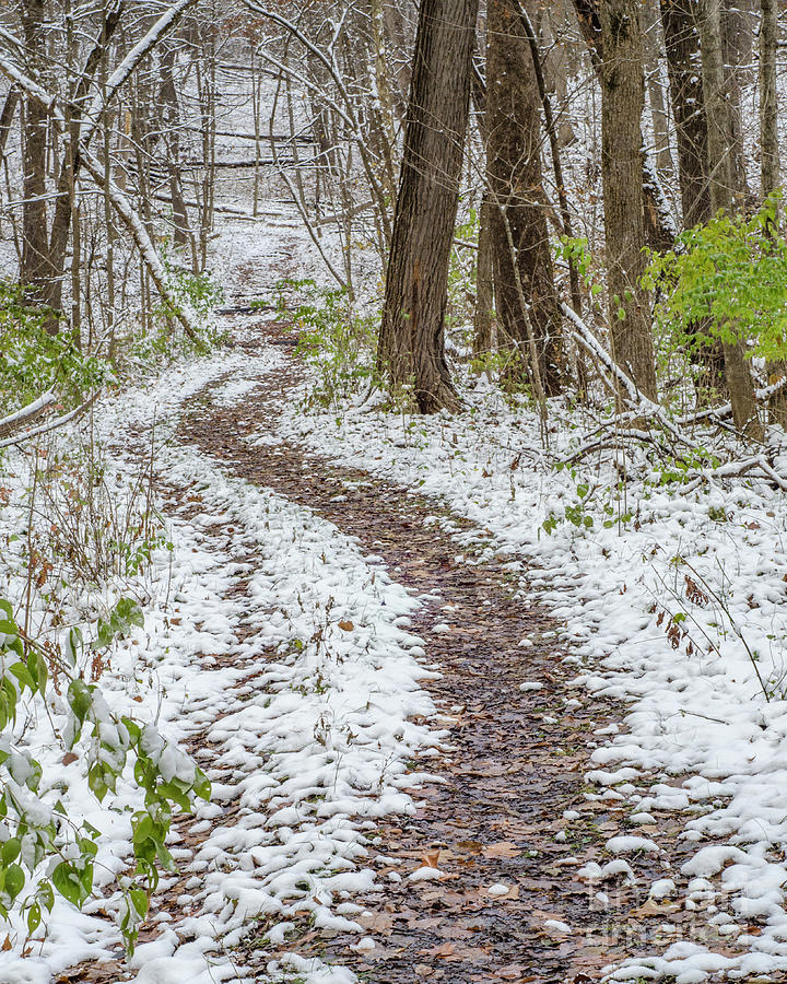 Snow Lined Path in the Woods Photograph by Tamara Becker
