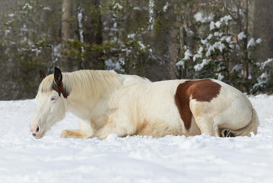 Snow Lounging Photograph by Art Cole