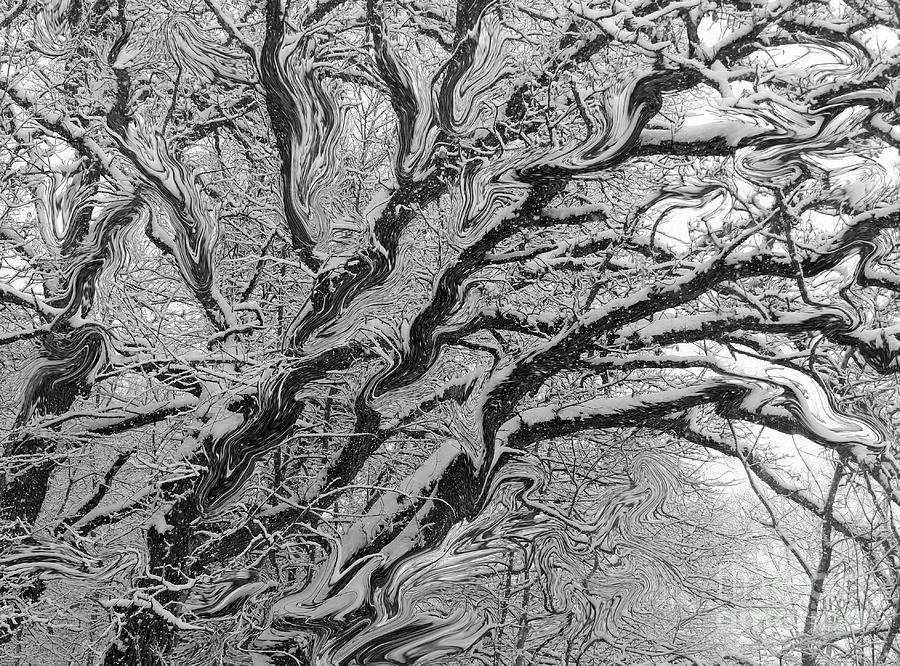 Snow Melt Photograph by Rosanne Licciardi