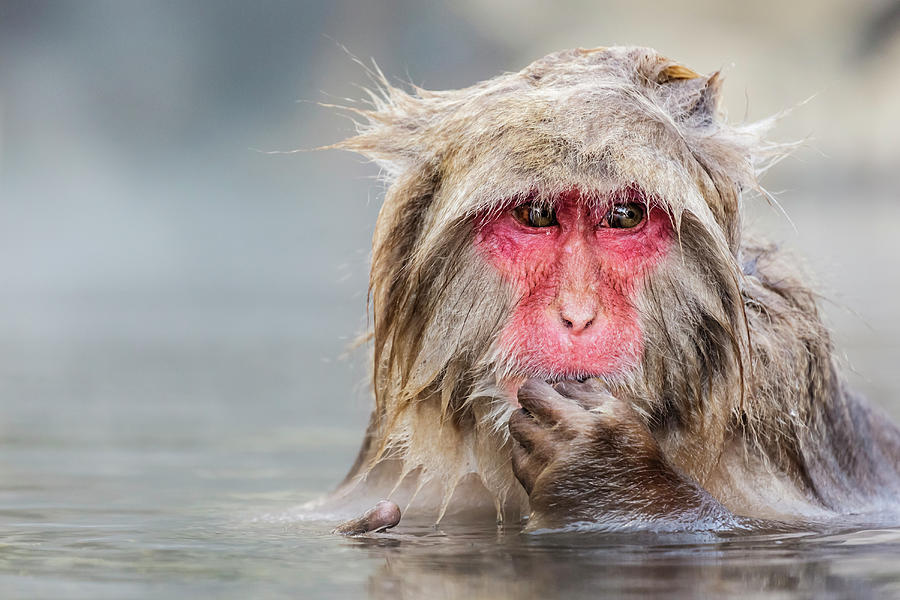 Snow Monkey Bathing In Hot Spring Photograph by Pixelchrome Inc