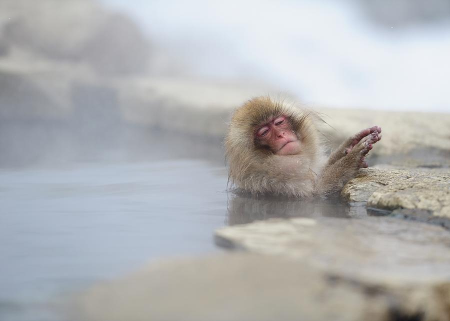 Snow Monkey Photograph by By Alan Tsai