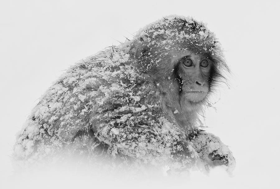 Winter Photograph - Snow Monkey by C.s.tjandra