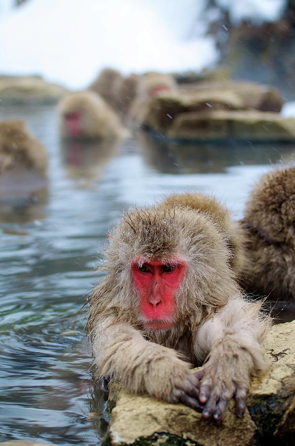 Snow Monkey Enjoying Onsen Photograph by Raymond Kan
