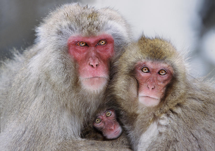 Animal Photograph - Snow Monkey Family Jigokudani National by Steve Bloom