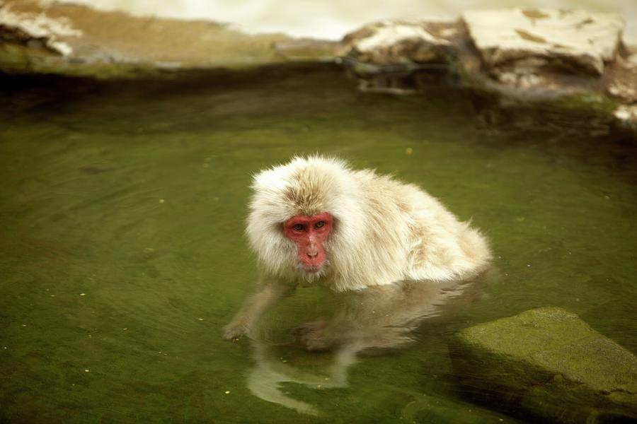 Snow Monkey In Hot Spring Photograph by Greg Thomson