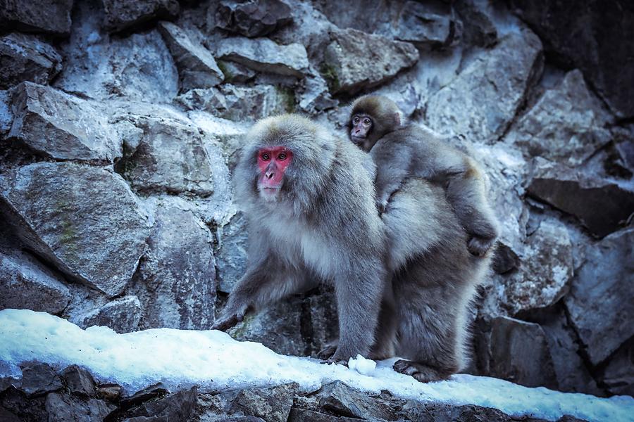 Animal Photograph - Snow Monkey In The Jigokudani Forest by Dave Primov