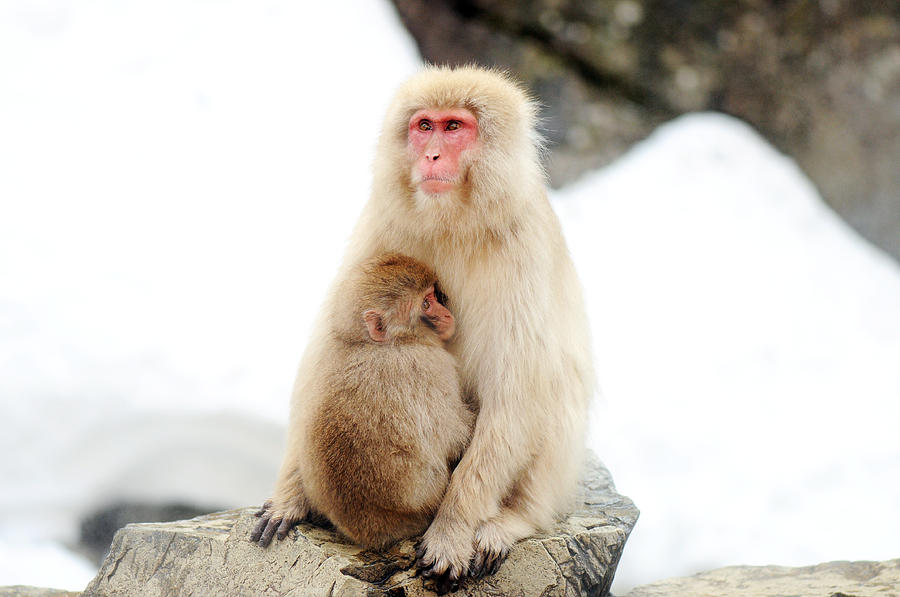 Snow Monkey Mother And Child Photograph by Pamela Oliveras
