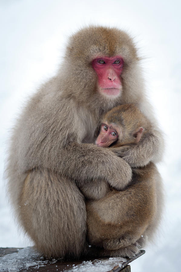 Snow Monkey Photograph by Patrick Shyu