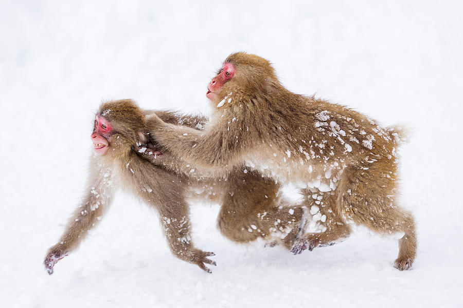 Snow Monkey, Playing Photograph by Katsu Uota