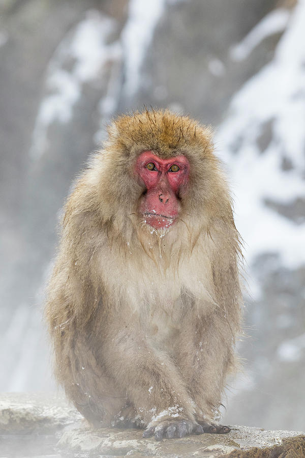 Snow Monkeys, Nagano, Japan Photograph by Darrell Gulin - Pixels