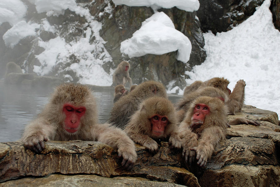 Snow Monkeys Photograph by P F Huber
