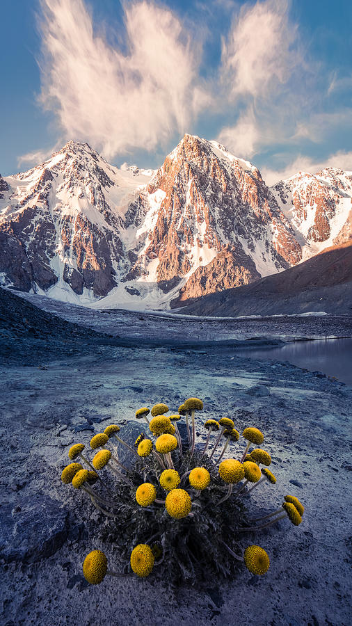 Landscape Photograph - Snow Mountain Camomile ?????? by Qiye???? Landscape Photograph - Snow Mountain Camomile ?????? by Qiye????