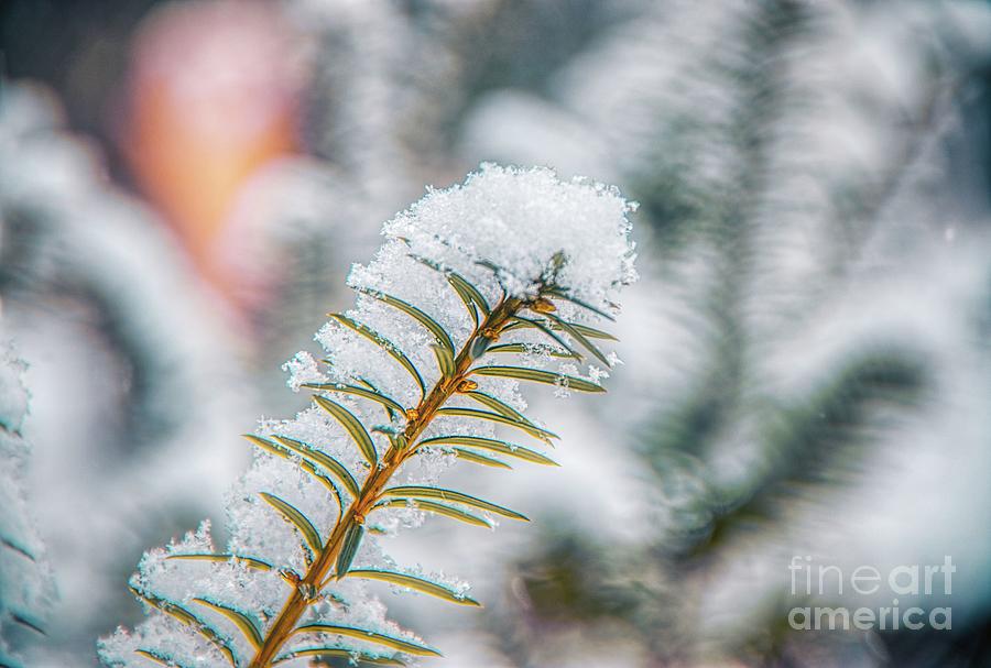 Snow Needle Photograph by Jim Lepard