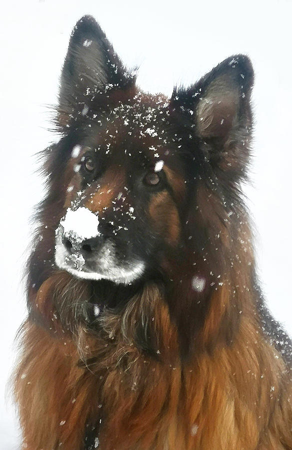 Snow Nose Photograph by Pat Purdy