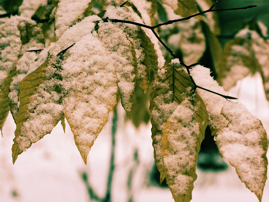 Snow on Autumn Leaves Photograph by James Canning