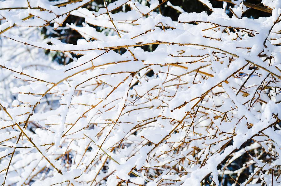 Snow on Branches Photograph by Maureen E Ritter