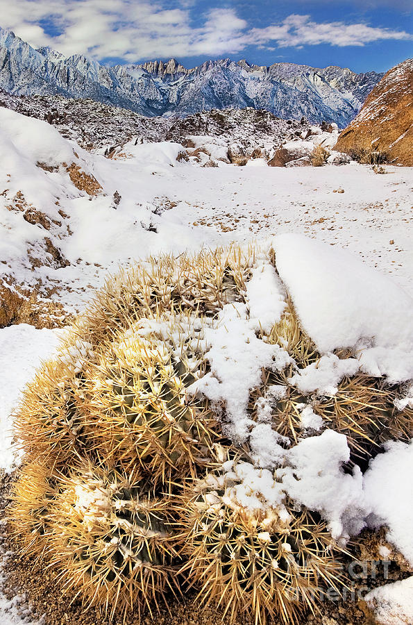 Snow On Cactus Alabama Hills Eastern Sierras California Photograph by Dave Welling