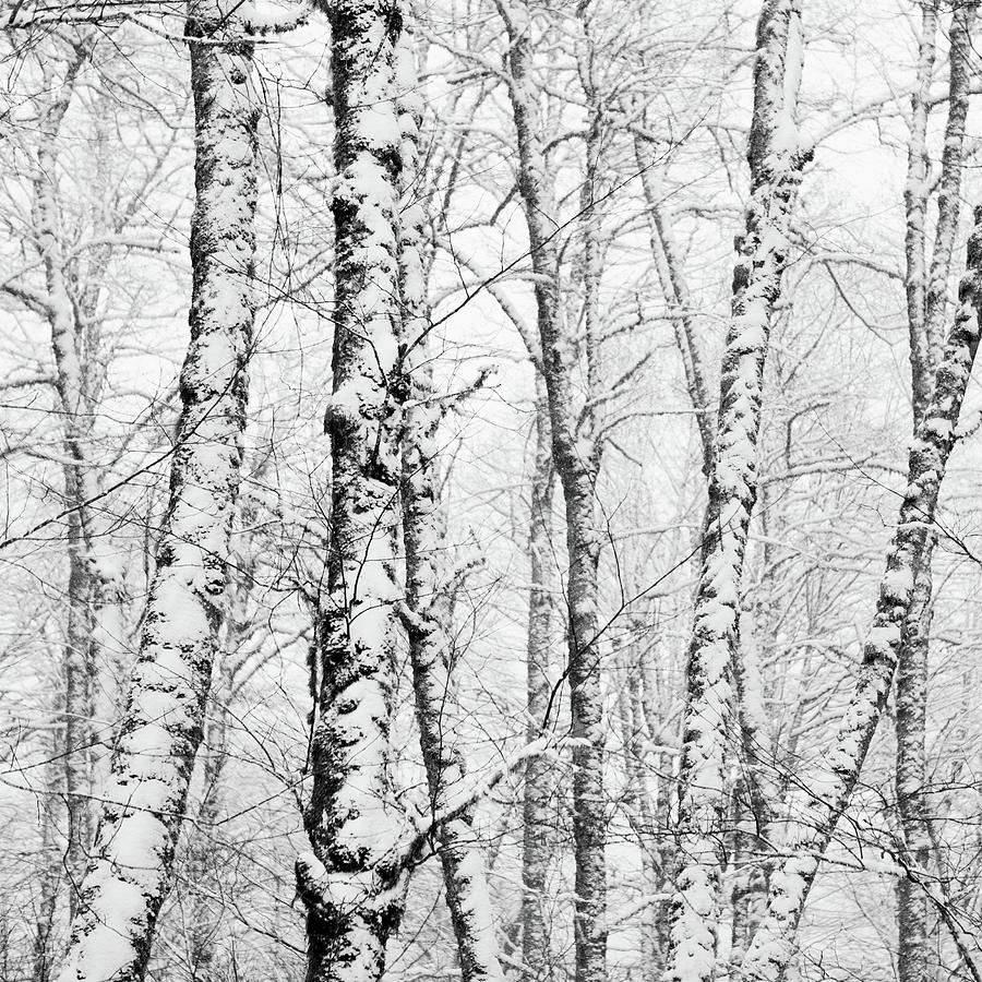 Snow On Deciduous Trees Photograph by Andipantz