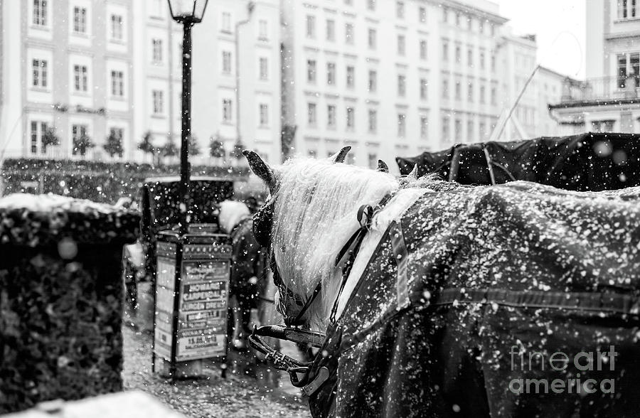 Snow on His Mane in Salzburg Photograph by John Rizzuto