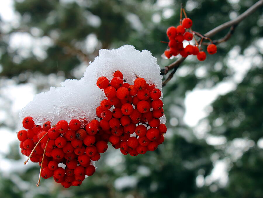 Snow on Mountain Ash berries Photograph by Jean Evans