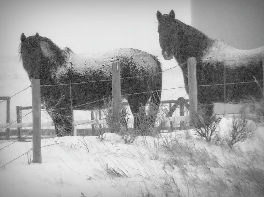 Snow on my Horses BW  Photograph by Cathy Anderson